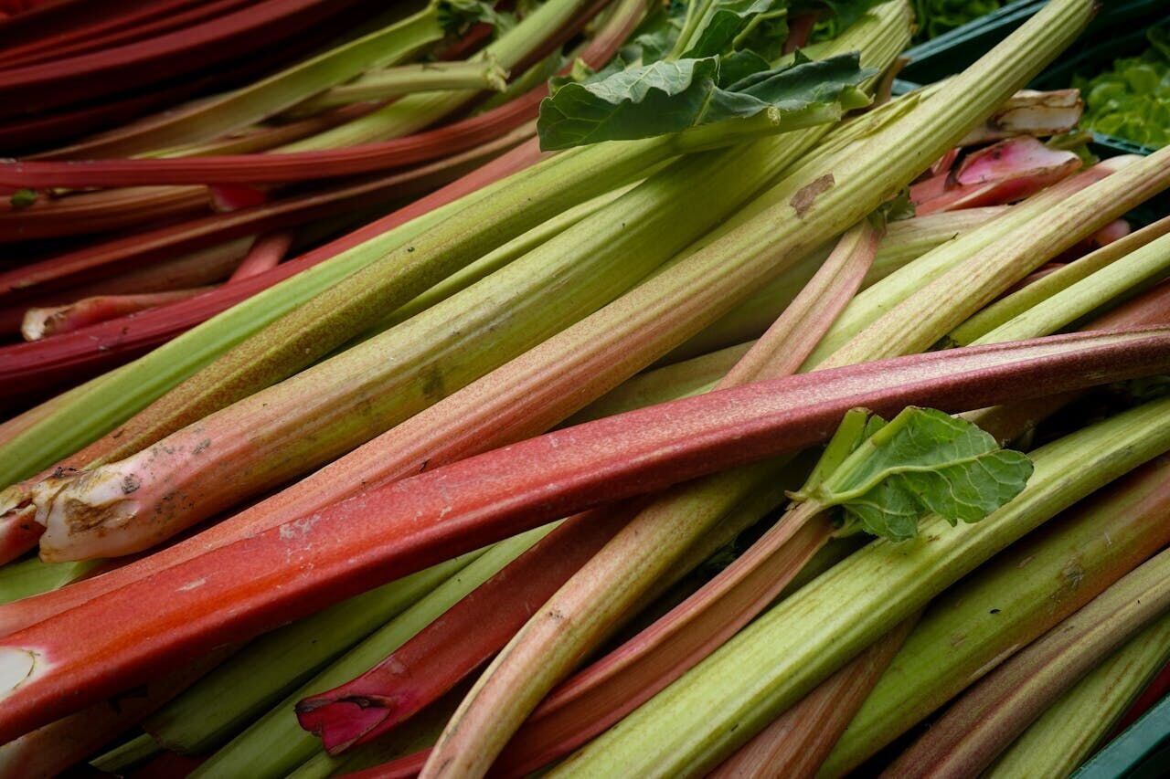 Study finds rhubarb could help fight antibiotic-resistant superbugs